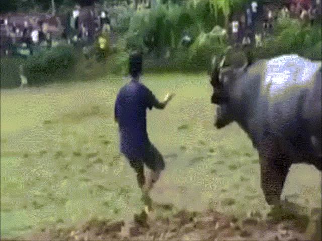 Phi thường - kỳ quặc - Video: Trâu đực hiếu chiến bị húc chết trong 3 giây, "kẻ sát nhân" là ai?