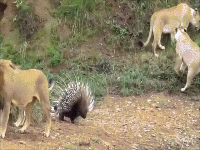 Phi thường - kỳ quặc - Video: Nhím "đại chiến" 4 sư tử, kết quả không ai ngờ
