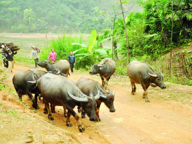 Tin tức trong ngày - Mùa săn "ngưu chiến"