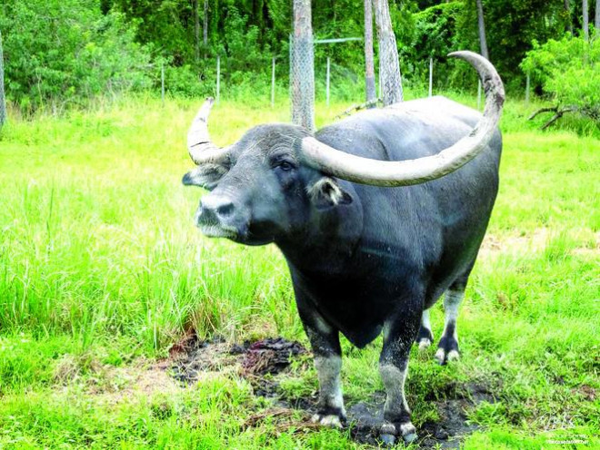 Mùa săn "ngưu chiến" - 2