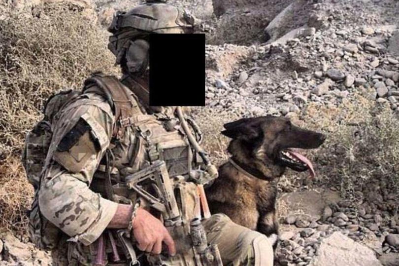 Gần 1.200 chú chó chiến đấu bị quân đội Anh giết kể từ năm 2002. Ảnh minh họa: Daily Star