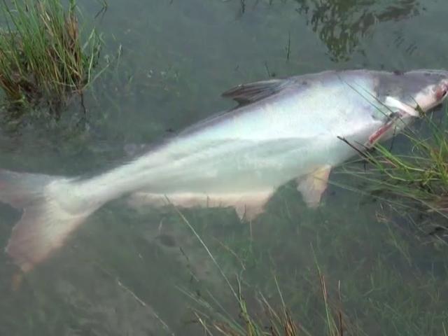 Media - Ba cô gái dùng tay không bắt cá "khủng" dài hơn 1 mét