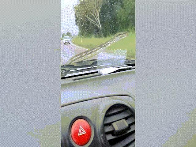 Phi thường - kỳ quặc - Dùng cần gạt nước đánh trăn rồi cười thích thú, cặp vợ chồng "gánh họa" tức thì