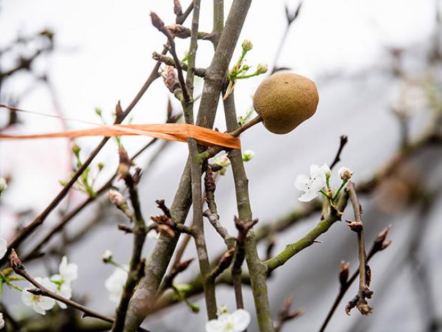 Tin tức trong ngày - Hoa lê rừng khoe sắc trắng tinh khôi, hút hồn người chơi hoa Hà Nội