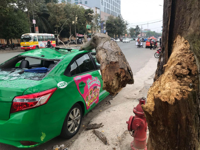 Tài xế và khách vừa bước ra khỏi xe thì cành cây rơi xuống đè trúng taxi