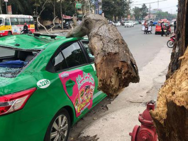 Tin tức trong ngày - Nam tài xế và khách thoát chết hi hữu khi bị cây xanh gãy đè bẹp xe taxi