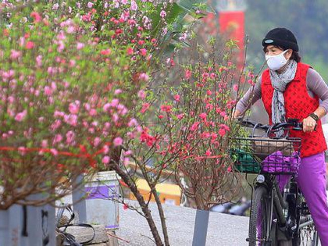 Thị trường - Tiêu dùng - Người dân Thủ đô "tranh nhau" mua đào mini giá rẻ cắm chơi