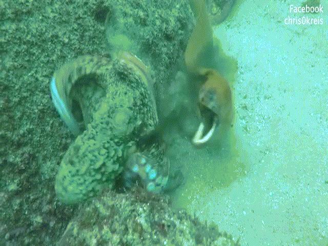 Phi thường - kỳ quặc - Video: Bị lươn phục kích, bạch tuộc "tung chiêu" để trốn, kết cục ra sao?