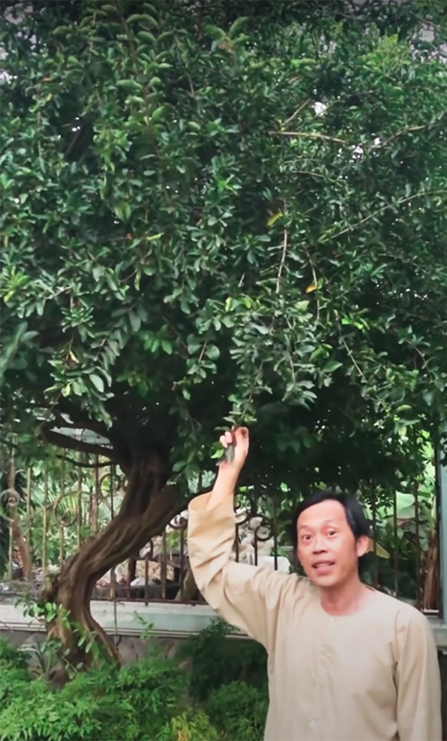 Trong clip, Hoài Linh dí dỏm tiến đến một cây mà theo giới thiệu của danh hài là "có người hỏi mua với 7 - 8 tỷ cũng chưa bán đây". Thực tế đó cây sơ ri nhưng đã hết sạch trái.

