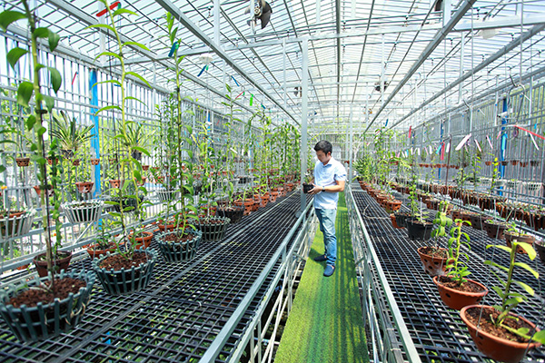 Dần Ngô và câu chuyện của người chơi lan công phu xứ Nghệ - 4