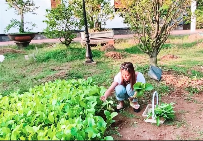 Cô còn hái rau cải xanh được trồng rất tươi tốt ở mảnh đất trống.
