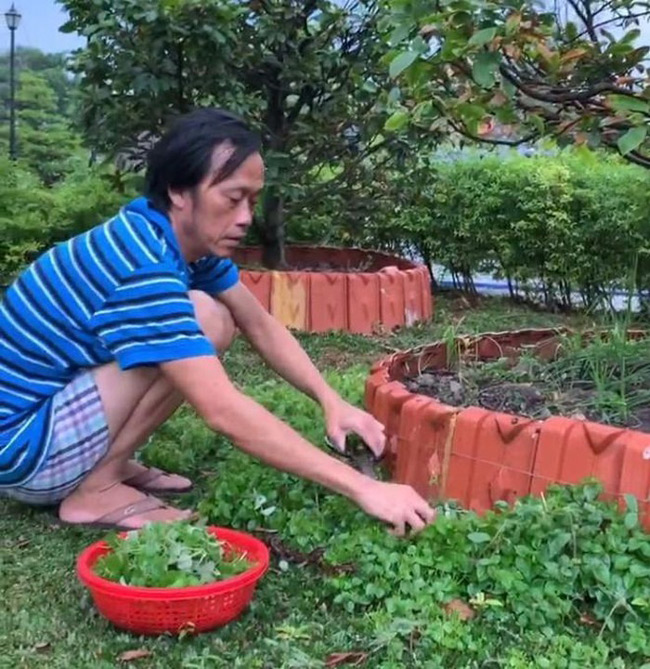 Còn nghệ sĩ Hoài Linh thu hoạch rau càng cua là một món ăn dân dã, quen thuộc.
