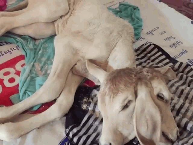 Media - Cận cảnh bê hai đầu cực hiếm chào đời ở Thái Lan