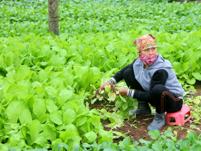 Thị trường - Tiêu dùng - Nhà hàng, trường học đóng cửa, nông dân Hà Nội cũng bỏ rau