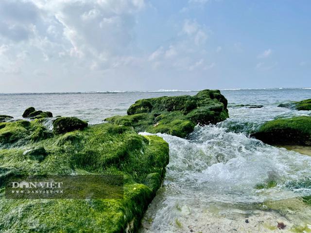 Thảm rêu tuyệt đẹp làm mê hoặc lòng người tại đảo Lý Sơn, sẽ là địa điểm cho bạn check in trong chuyến đi du lịch sau Tết. Ảnh: Công Xuân