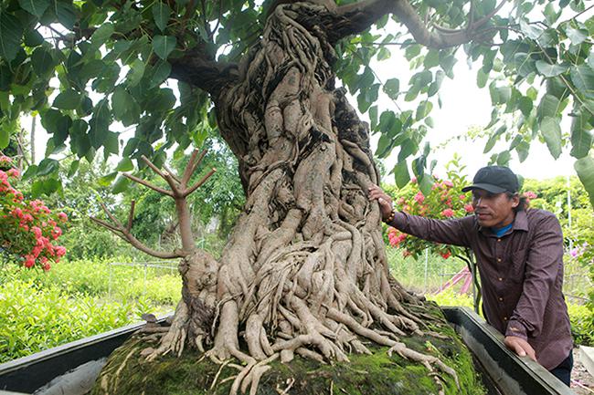 Cây bồ đề đẹp "lạ" của anh Vũ Tiến (Hưng Yên), cao hơn 2,5 mét có tuổi đời hàng trăm năm, thuộc dòng bồ đề đỏ. Cây có tán lá rộng, bộ rễ gần như hoàn thiện, rễ xếp thành hình khối, uốn lượn, chảy tràn, bao bọc quanh gốc và thân cây được nhiều người đánh giá cao.