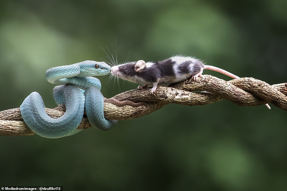 Chuột “khóa môi” rắn viper xanh (ảnh: Daily Mail)