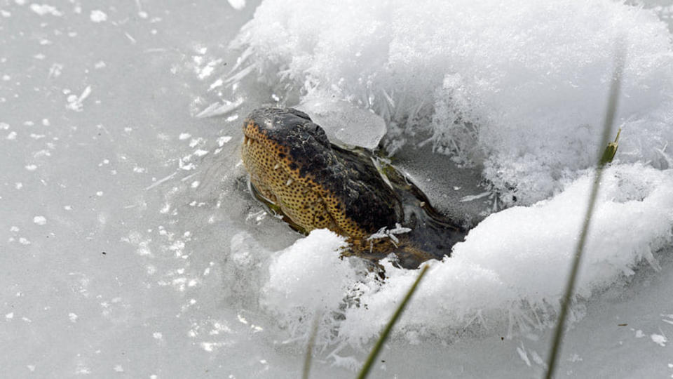 Cá sấu thò mũi khỏi băng để thở trong đợt giá rét kinh hoàng ở Texas (ảnh: AP)