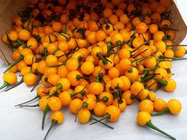 Mức giá bán của loại ớt này nếu được thu hoạch trong tự nhiên có thể lên đến 25.000 USD/kg ( ~581 triệu đồng).
