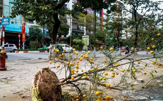 Không chỉ đào bị bỏ lại trên vỉa hè, các cây quất cũng chung số phận.