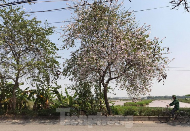 Không chỉ ở nội thành, nhiều con đường ở huyện ngoại thành như Thanh Trì, Mê Linh, những sắc hoa ban đang bung nở làm cho đường làng, ngõ xóm, đường liên xã, liên huyện trở nên thơ mộng hơn.