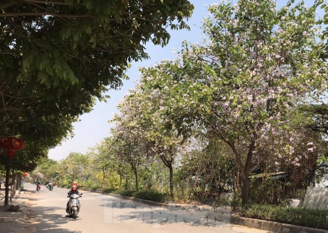 Đó là con đường dài chừng 1km dẫn tới UBND xã Đại Áng (Thanh Trì), nơi có hàng hoa ban đang nở rộ vô cùng ấn tượng và đẹp mắt.