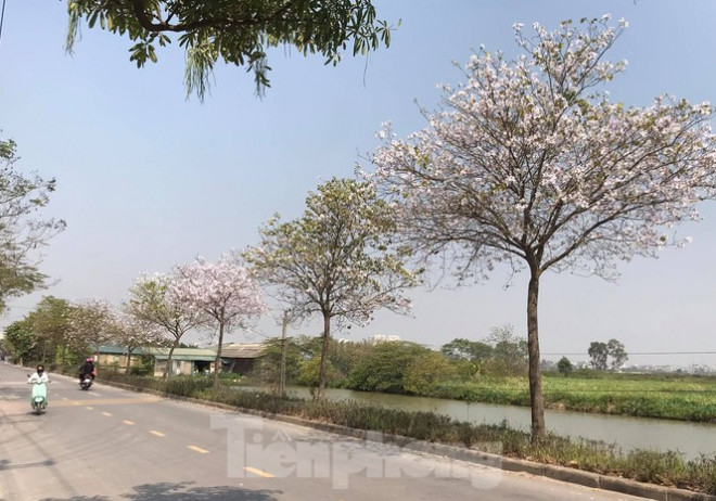 Con đường hoa ban ở xã Đại Áng (Thanh Trì) chỉ cách trung tâm Hà Nội hơn 10km.