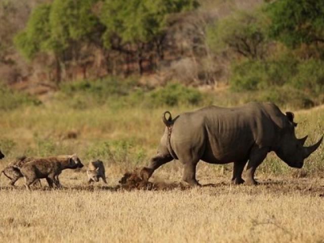Media - "Kẻ đáng ghét" vùng đồng cỏ liều lĩnh vây giết tê giác khổng lồ