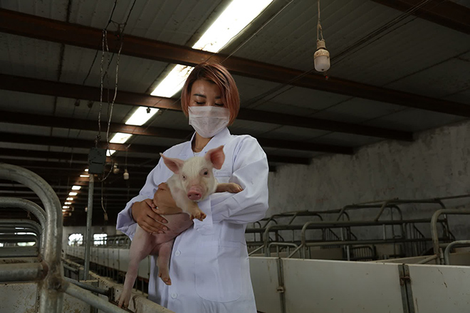 Doanh số smartphone giảm, Huawei chuyển sang nuôi lợn - 1