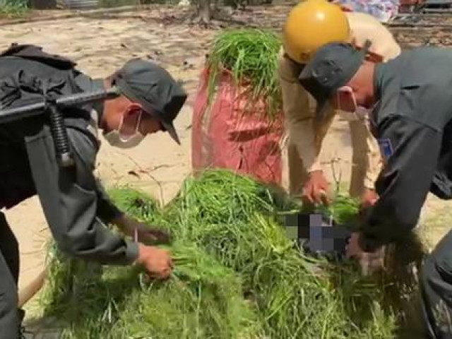 Pháp luật - Clip: 3 kẻ bỏ chạy, bỏ lại gánh cỏ giấu hàng hóa khó tin