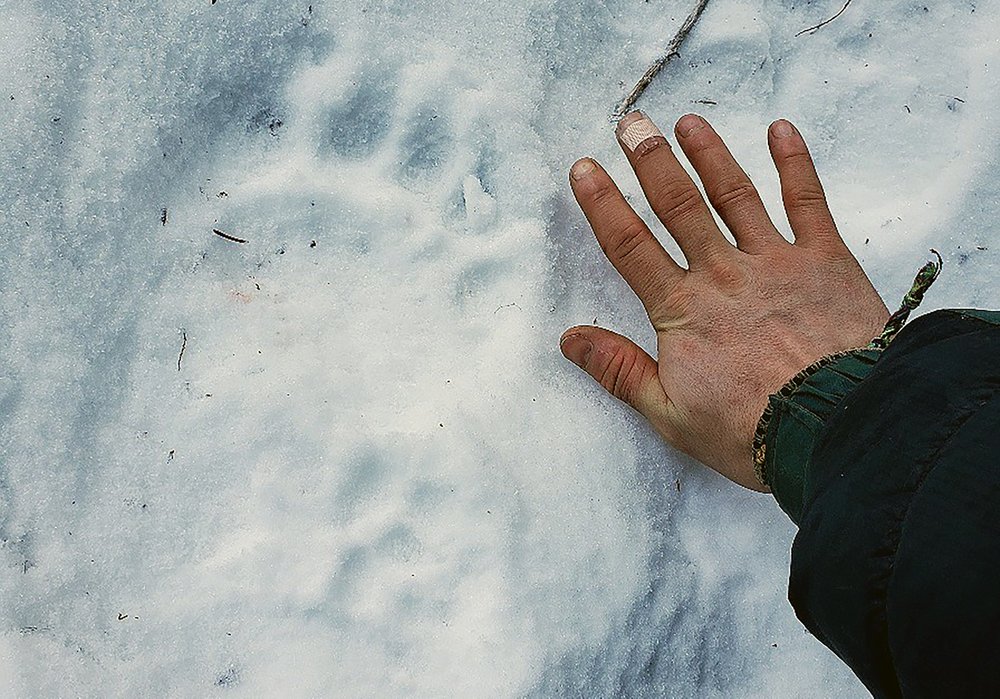 Vết chân gấu lớn gần căn lều của Shannon và anh trai (ảnh: Guardian)