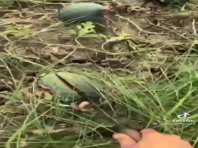 Phi thường - kỳ quặc - Video: Ruộng dưa hấu sai quả nhưng đều bị chặt đôi, dân mạng bất ngờ với sự thật đằng sau