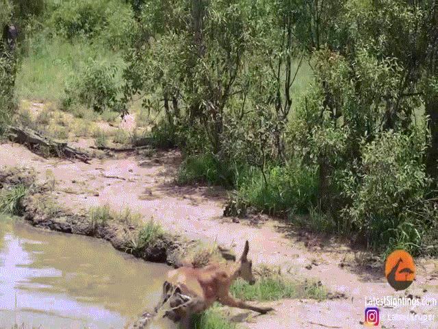 Phi thường - kỳ quặc - Video: Vừa thoát khỏi hàm cá sấu, linh dương lại bỏ mạng vì “trùm cuối"