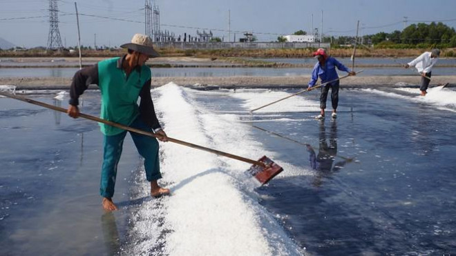 Thu hoạch những hạt muối đầu năm.