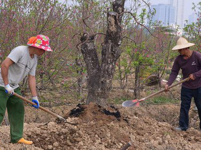 Thị trường - Tiêu dùng - Dân trồng đào tất bật thu gom cây về trồng chuẩn bị mùa Tết năm sau