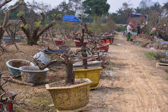 Những chậu đào mới thu gom chờ đánh ra vườn.