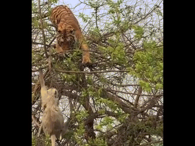 Phi thường - kỳ quặc - Video: Khỉ tung tuyệt kĩ "độc môn" khiến hổ đói phải nhận cái kết bẽ bàng