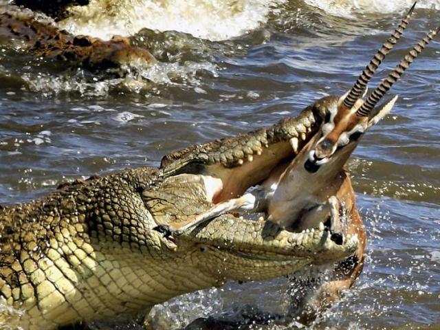 Media - Vừa thoát khỏi hàm cá sấu, linh dương lại bỏ mạng vì “trùm cuối"