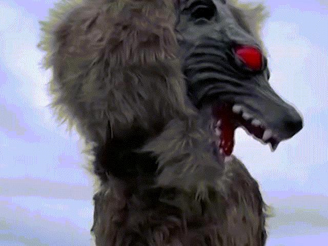 Thế giới - Video: "Sói quỷ" xuất hiện ở Nhật Bản, đến gấu đen cũng phải hoảng sợ