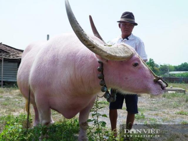Tin tức trong ngày - Tin tức 24h qua: Trâu hồng "độc lạ" được khách hàng trả 1 tỷ nhưng không bán
