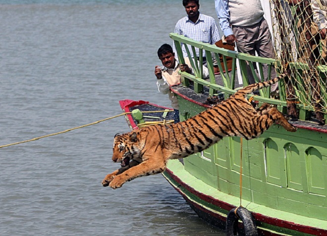 Hổ là loài động vật được bảo vệ ở Ấn Độ.