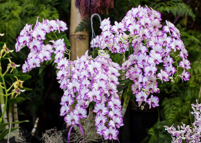 Vườn lan Berry - địa chỉ mua lan uy tín - 1