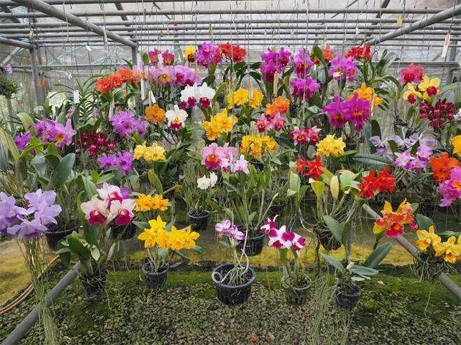 Vườn lan Berry - địa chỉ mua lan uy tín - 2