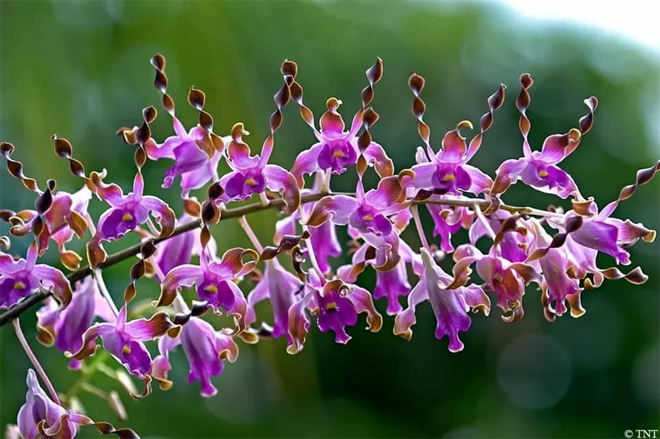 Vườn lan Berry - địa chỉ mua lan uy tín - 3