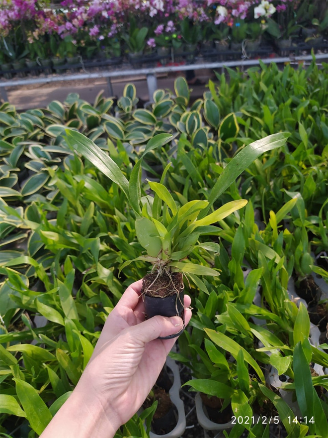 Vườn lan Berry - địa chỉ mua lan uy tín - 4