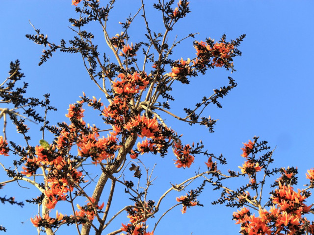 Du lịch - Ngắm loài hoa 'độc nhất vô nhị' ở Tây Nguyên