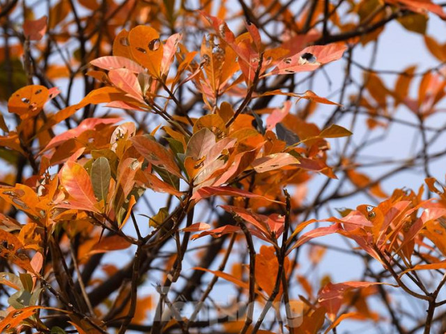 Tin tức trong ngày - Những cung đường Hà Nội vàng rực mùa cây lộc vừng thay lá