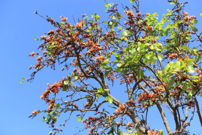 Ngắm loài hoa &#39;độc nhất vô nhị&#39; ở Tây Nguyên - 2