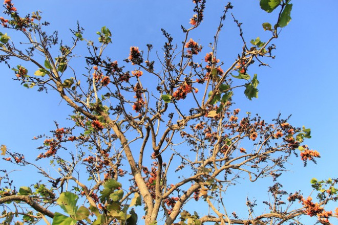 Ngắm loài hoa &#39;độc nhất vô nhị&#39; ở Tây Nguyên - 10