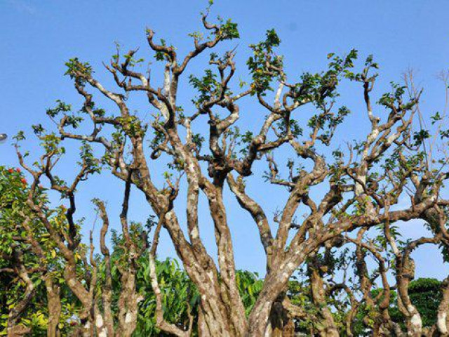 Thị trường - Tiêu dùng - Chiêm ngưỡng cây khế cảnh 300 tuổi thế "lạ"